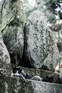 owls-n-elderberries:  Shrine Cats by seq on Flickr.