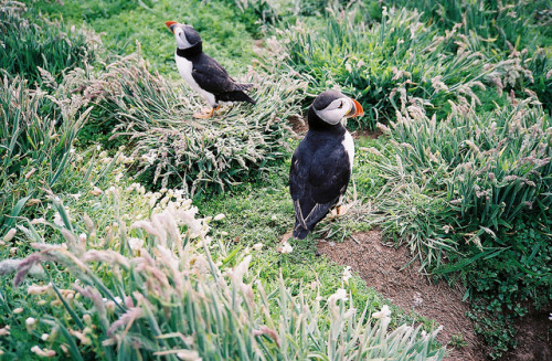 metrobus: ocident: nmsxs: Puffins by Tom Spearing on Flickr. PUFFINS