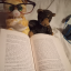 kathy-the-bookish-cat