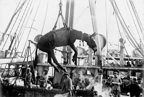 A mule being unloaded in Alexandria (Egypt, 1915).  Britain and France imported 100,000s of horses f