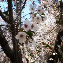 Cherry blossoms. So beautiful! #china #dalian