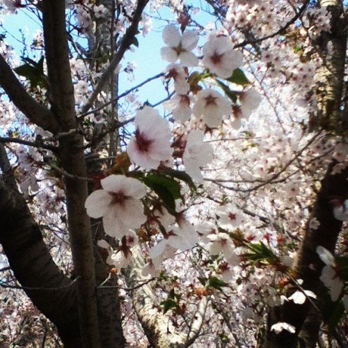 Porn Cherry blossoms. So beautiful! #china #dalian photos