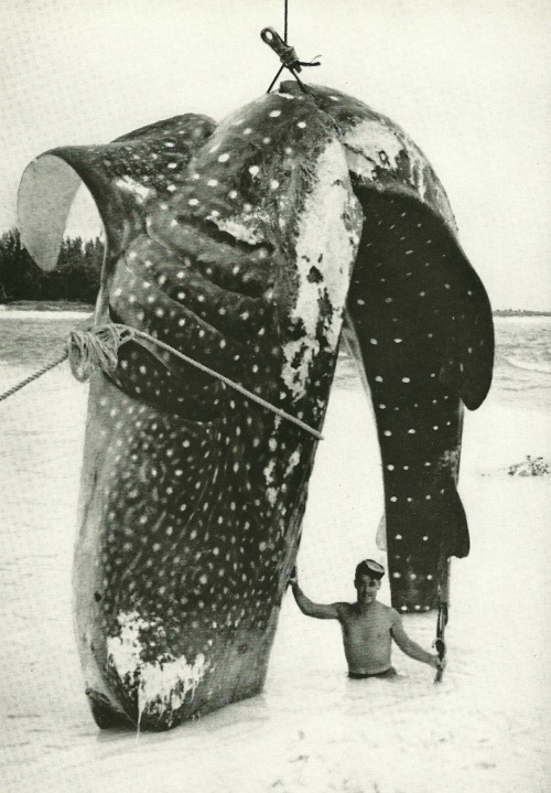 vintagenatgeographic:
“ Whale shark in Bimini, Bahamas
National Geographic | February 1958
”