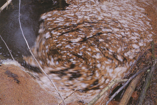 pleoros:Nils Udo - ‘Untitled’ swirl of spruce needles in a dammed stream, 1997