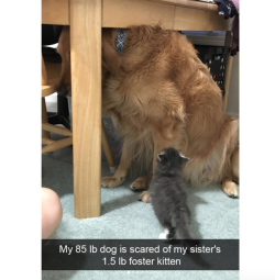 babyanimalgifs: Hilarious Cat Snapchats That