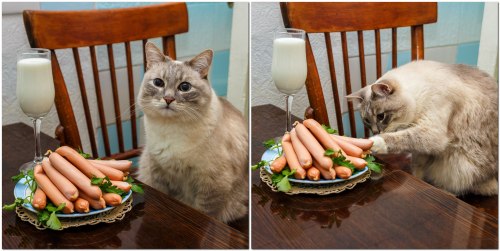 kaible: s-purple: Current mood.  russian food cat is one of the few things I want to exist on t
