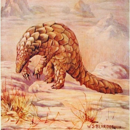 Pangolins (Family Manidae) are the only mammals with scales! #SciArt by W. S. Berridge for The Book 