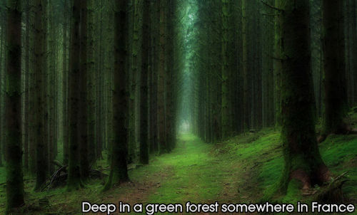 shingekinokyojinheaven: beben-eleben: Enchanting Forests In The World if y’all see a horse in 