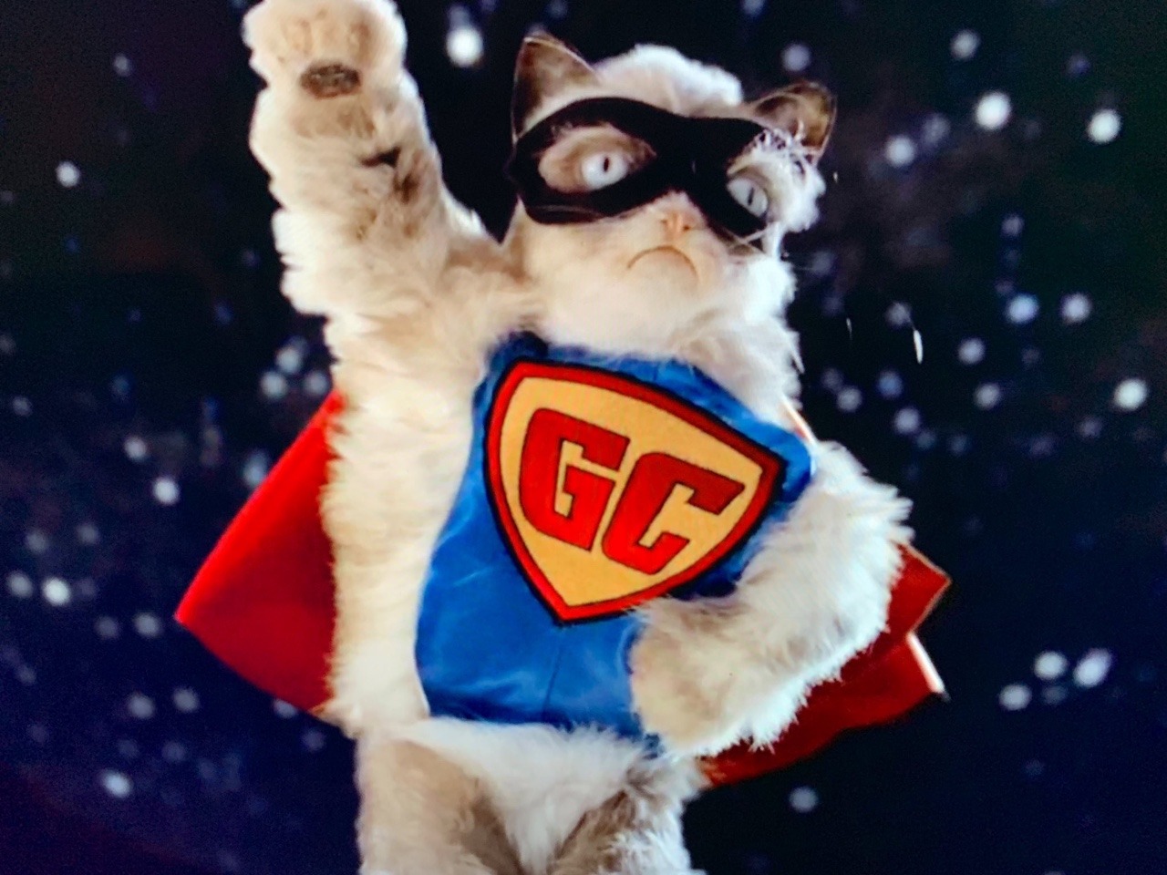 realgrumpycat:  Worst #WorldPuppetryDay Ever 