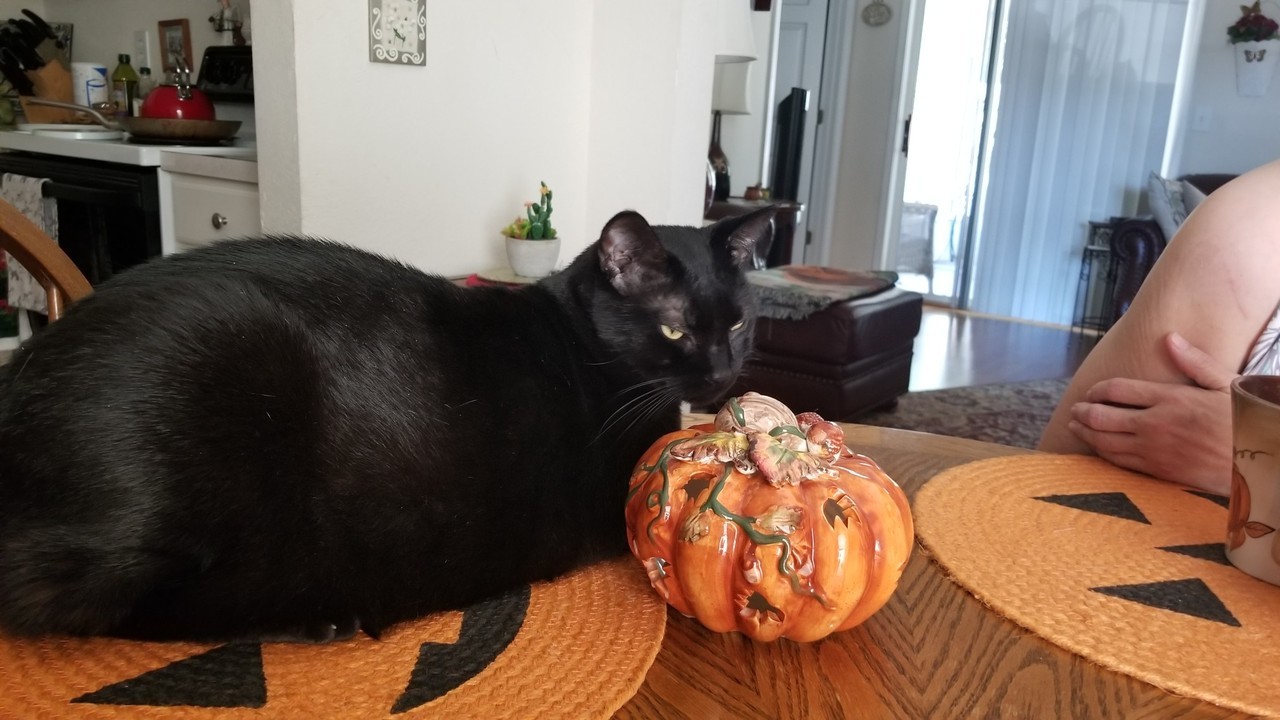 My aunt’s cat Ollie!!!