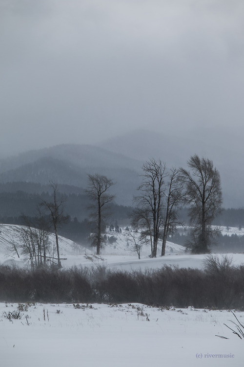 Storm Sentries: Cottonwood trees in blizzard, Grand Teton National Park, Wyomingriverwindphotography