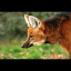 rededfoxy