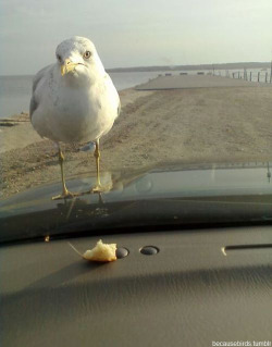 unclefather:  becausebirds:  &ldquo;Why do you do these things to me?&rdquo;  do you think this is fucking funny?