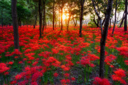 outdoormagic:  Red Spider Lily by arcreyes [-ratamahatta-] on Flickr. 