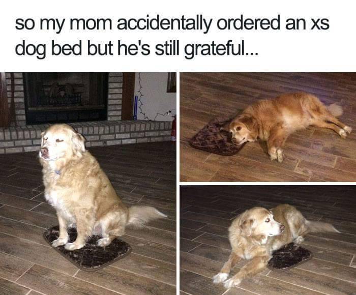 nah-later:  thenameisdog:  thenameisdog:    we don’t deserve these animals tbh