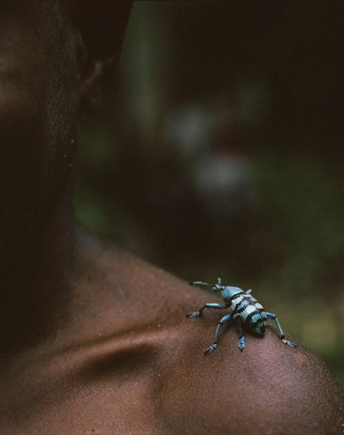 fredericlagrangephotography:Colorful and harmless beetle  |  Irian Jaya, Indonesia www.fre