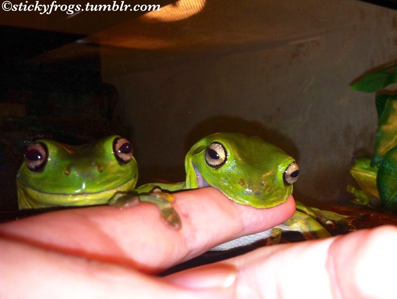 stickyfrogs:  A Naughty Friend, her Accomplice, and a Lurker! 