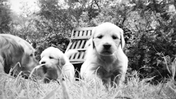 thebabyanimals:  beautiful blog full of baby animals!