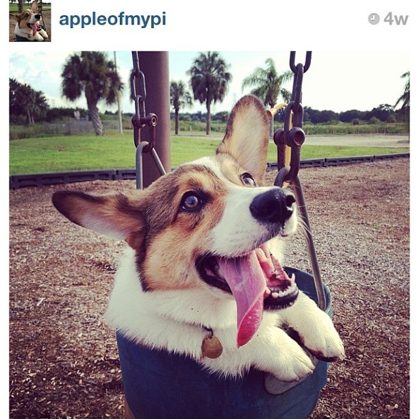 clemycorgi:  I don’t know why dog deaths affect me so bad. I have not stopped crying