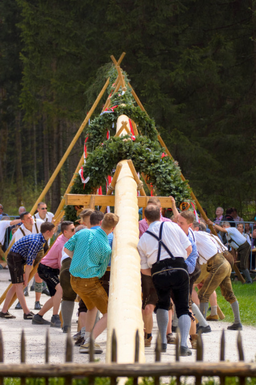 Erecting the May pole in Großgmain (Salzburg, Austria)