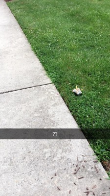 lolita-princess: flandoms:  i found a very special boy on my walk  I’m actually crying, this sweet lil Gabumon baby is blessed to have you 