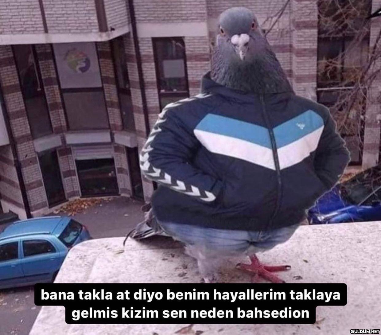 Kedi şeftalisi ayağını...