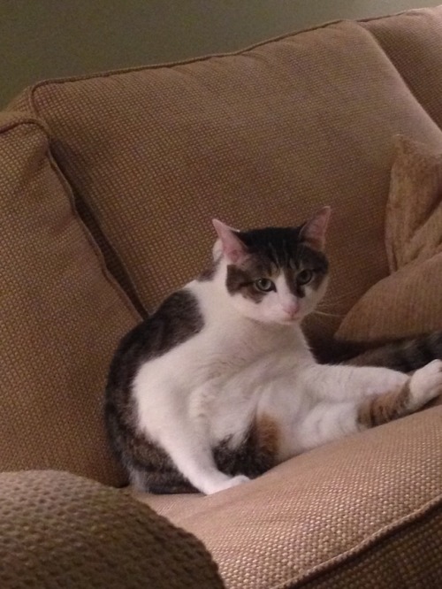 unflatteringcatselfies:  Poe is a pretty boy
