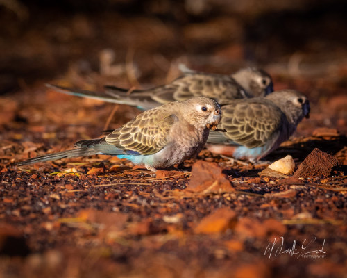 Bourke&rsquo;s Parrot (Neophema bourkii) © Mark Loh