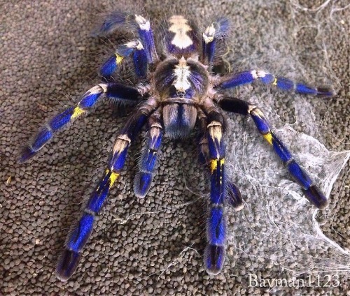 lovingexotics: Blue Ornamental TarantulaPoecilotheria metallicaSource:Here Ornamental tarantula inde