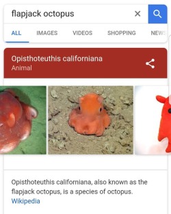 Okay but the deep ocean can&rsquo;t be that bad if this lil guy lives there..  #animals #animallovers #flapjackoctopus #flapjack #octopus #sealife #ocean #oceanfloor #oceanlife #seacreatures #cute #adorableanimals #animalsofinstagram