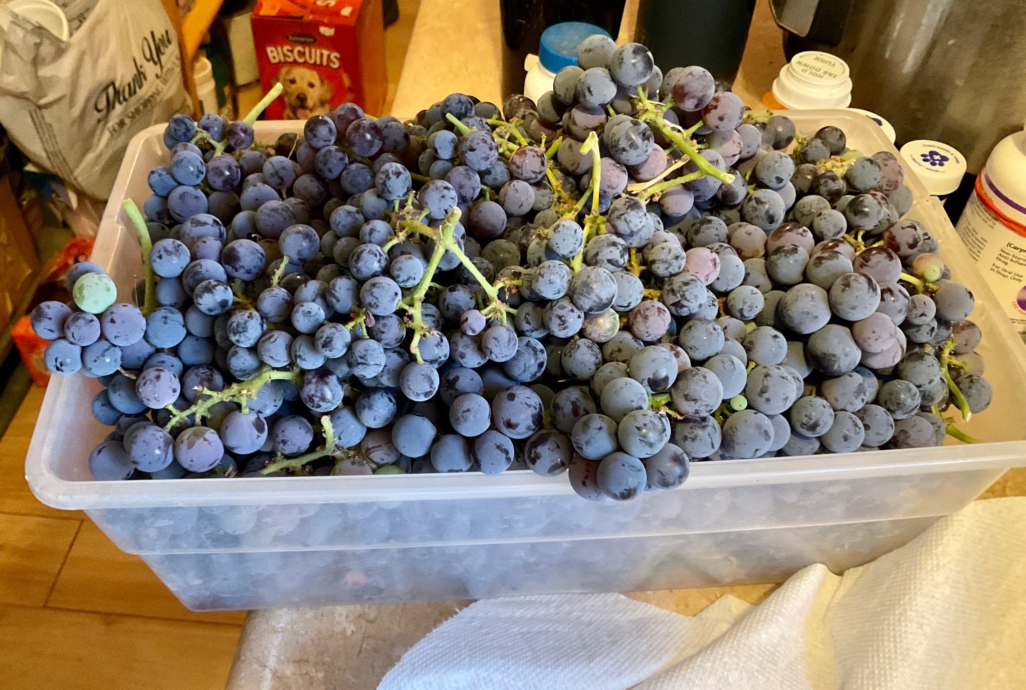A clean plastic tote, about the size of a shoe box, full to overflowing with bunches of small, purple grapes.