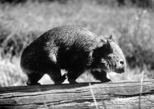 life:A wombat walking on a log in Australia, 1957. This image is from a set of animals in Australia 