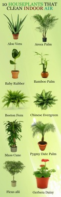 heatairmorrison:  10 Houseplants That Clean Indoor Air