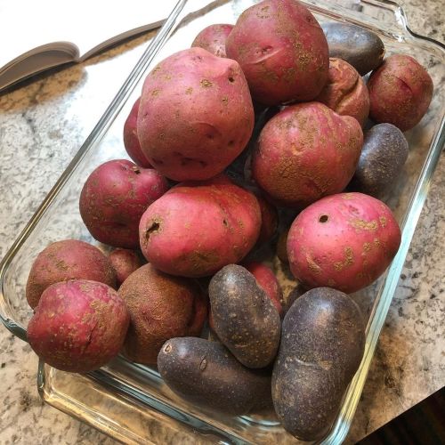 I grew all this from three potatoes! It’s great! #potato #growingpotatoes #garden #backyardgarden #m