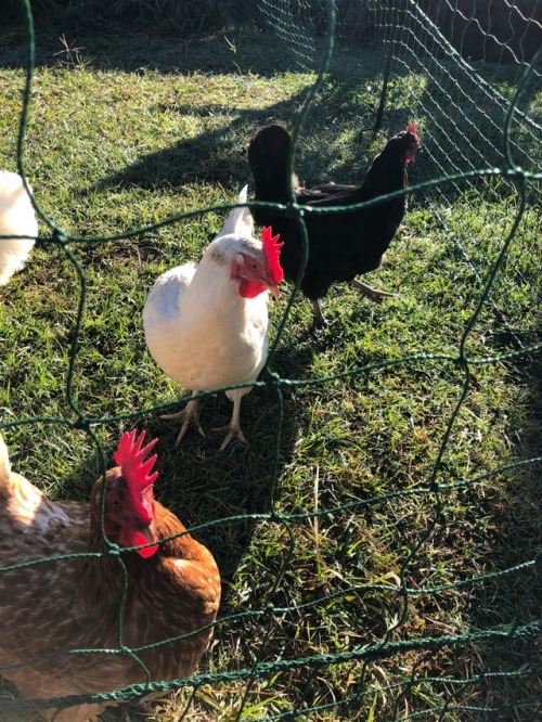 morning chook visit! all of them sound healthy, and voddie stuck her mohawk in my camera. niqua (the