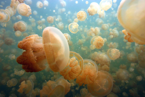 Porn Pics grett:  Jellyfish lake by lar3 on Flickr.