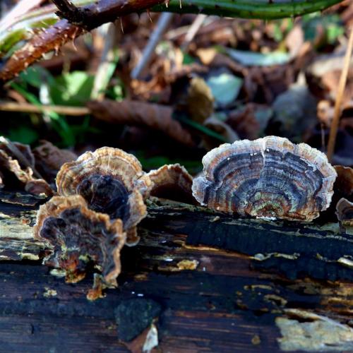 Shell like Fungi.