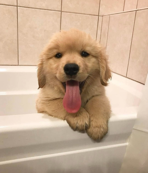 babyanimalgifs:  happy pupper