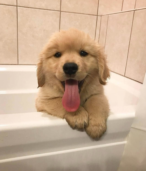 XXX babyanimalgifs:  happy pupper photo