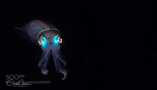stephanocardona:Midnight Squid by jx2photography