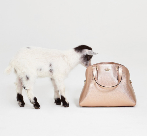 katespadeny: Keep reading