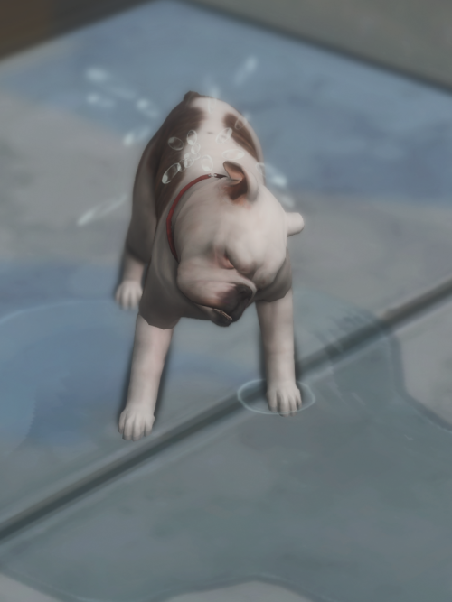 Berry Is Obsessed With Puddles, She Is Long Overdue For A Mud Bath At The Local Dog Spa