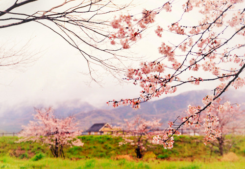 Japanese landscapes