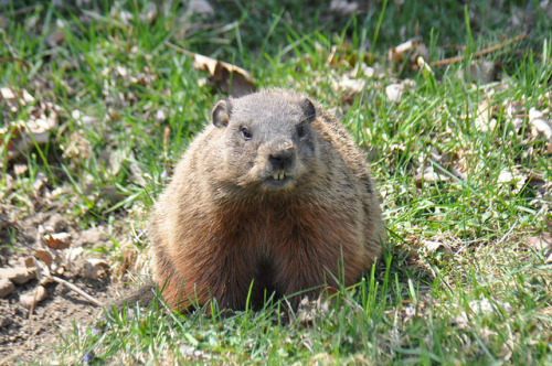 Happy Groundhog Day!Some facts about the groundhog:The groundhog is said to be a herbivore. However,