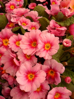 vwcampervan-aldridge:  Pink primroses, Aldridge, England All Original Photography by http://vwcampervan-aldridge.tumblr.com 