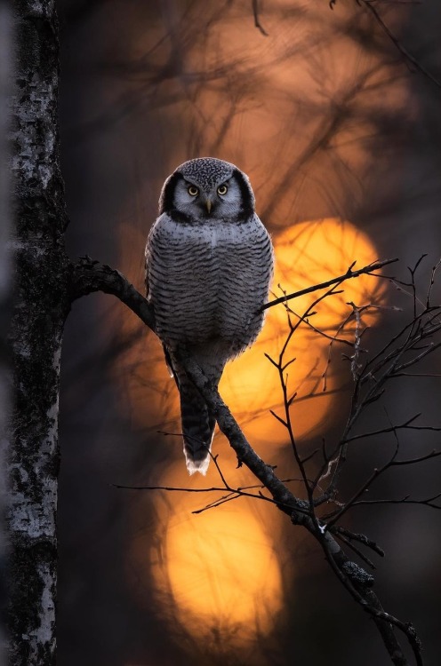 maureen2musings:…dan_the_ripper #hawk owls#animals#birds#wild animals#owls#rb maureen2musings