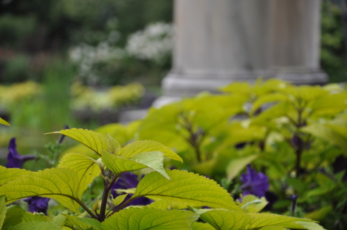 2016 Year in ReviewThis year’s annual plantings featured pops of purple amidst different greens.  