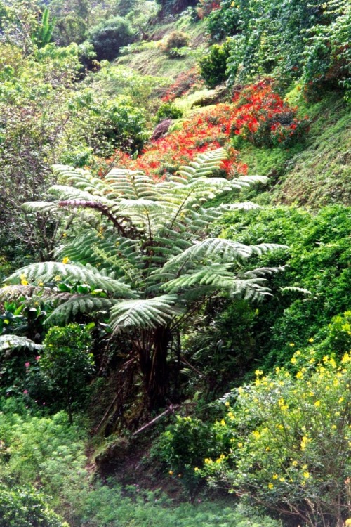 Tropical Highland Vegetation (vegetasi tanah besar tropika), Cameron Highlands, Pahang, Malaysia, 20