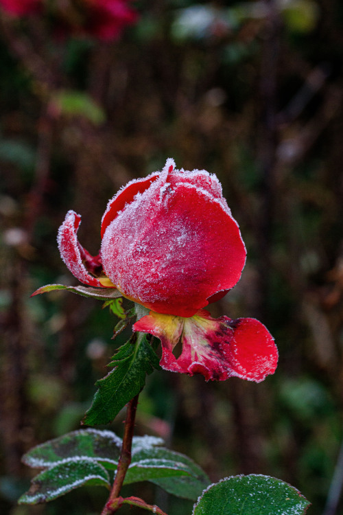 nature-hiking:Frosted rose 1-5/? - Zaltbommel, The Netherlands, November 2020photo by nature-hiking