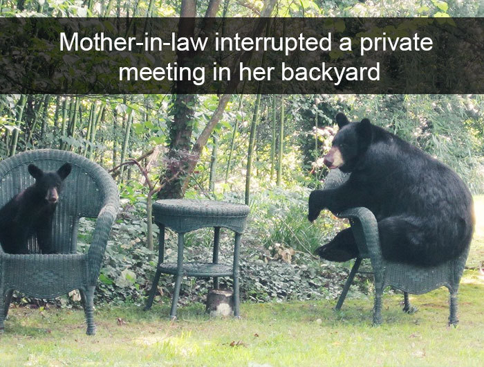 bearhoss:  animalsnaps:  Animal snaps  Cute bears